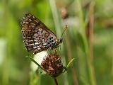 6123_Veldparelmoervlinder - Plitvice N.P. (Kroatie)
